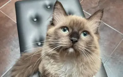 33-Year Fear of Cats: Gone!