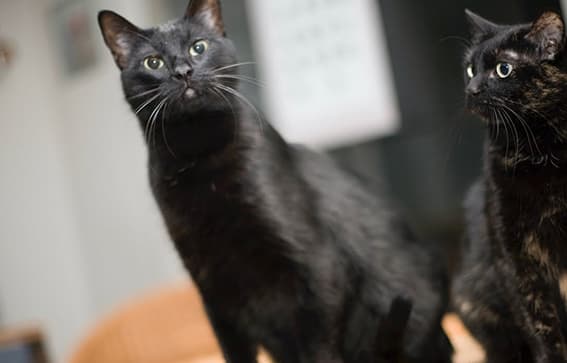 How Hypnosis Cured a 33-Year Fear of Cats